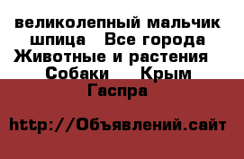 великолепный мальчик шпица - Все города Животные и растения » Собаки   . Крым,Гаспра